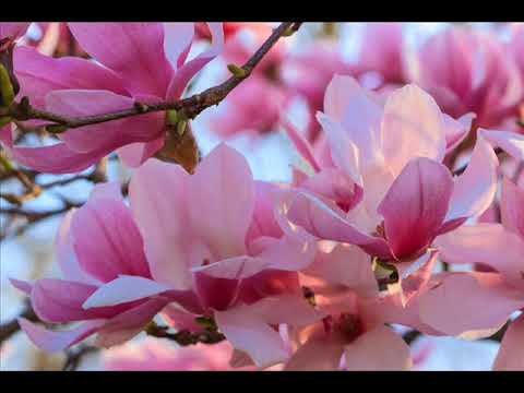 Вечноцветущая Магнолия