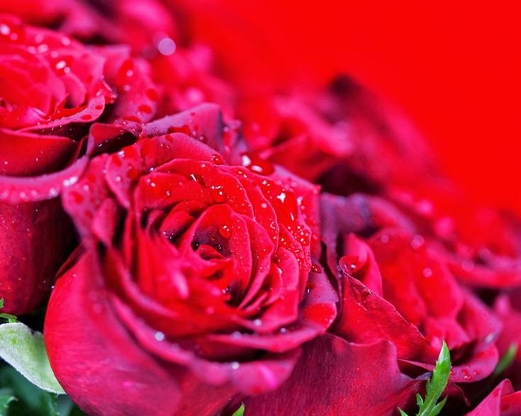 Красивые розы