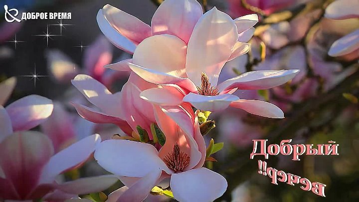 Цветущая Магнолия