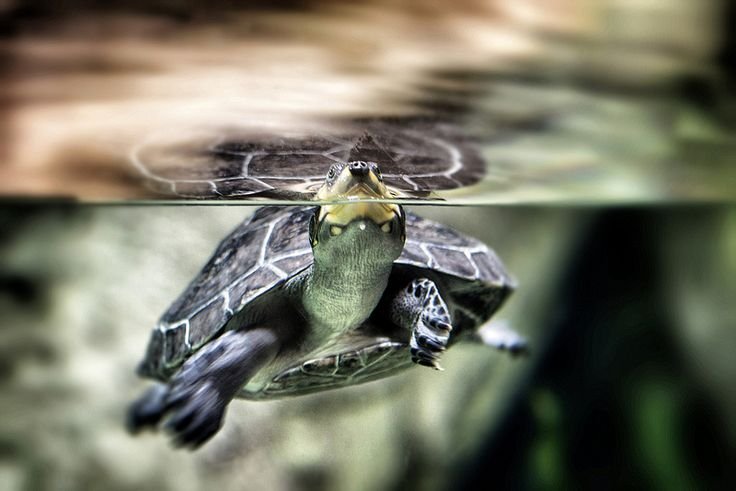 Красноухая черепаха Эстетика