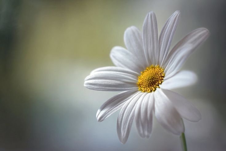 Картинки на рабочий стол ромашки