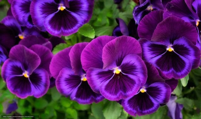 Виола Виттрока