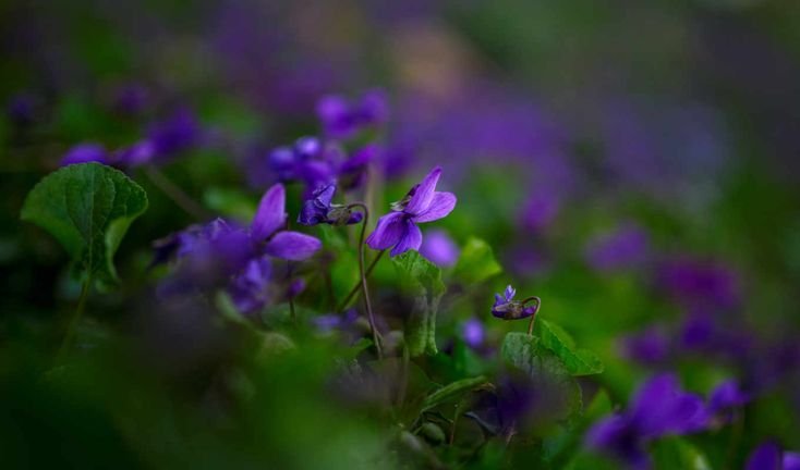 Анютины глазки Лесная фиалка