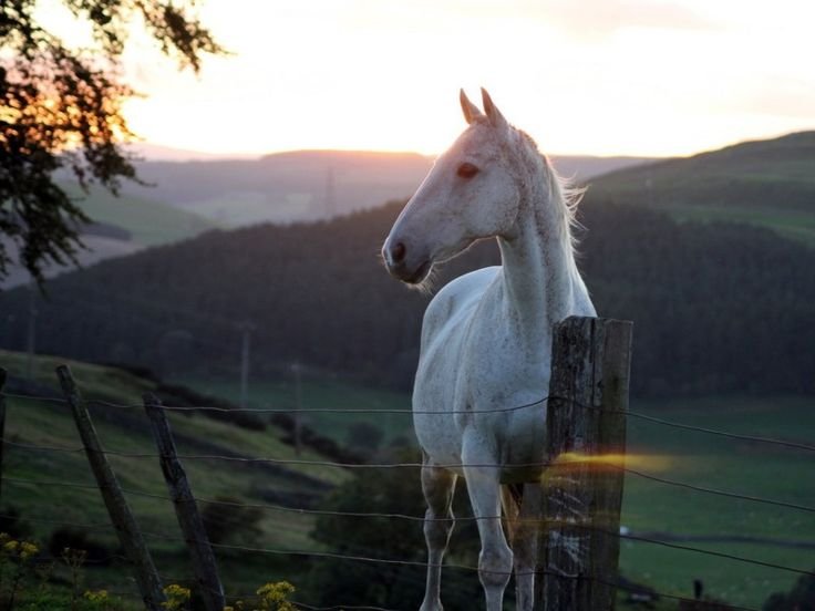 Красивые лошади