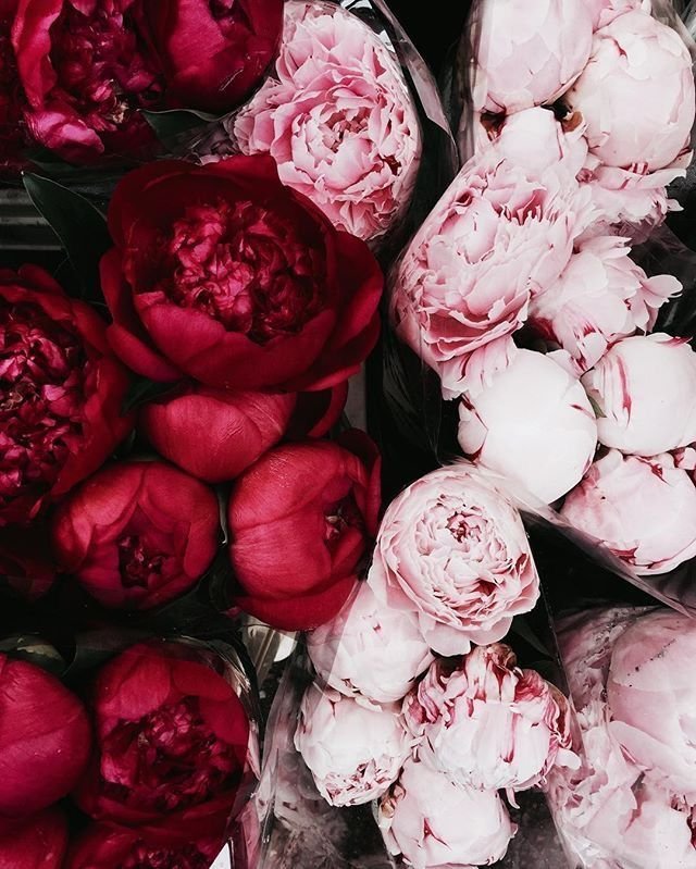 Пионы розовидные