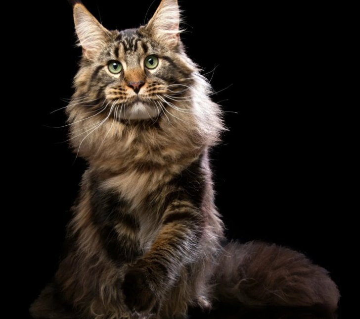 Кошка Мейн кун