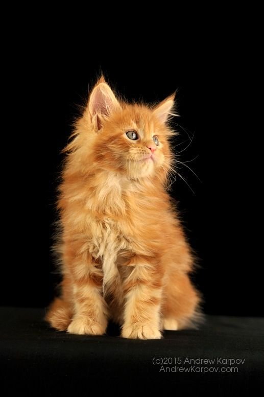 Рыжая кошка Мейн кун