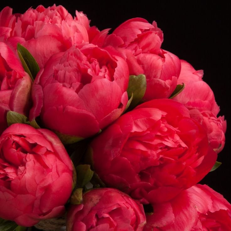 Пион ред Барон