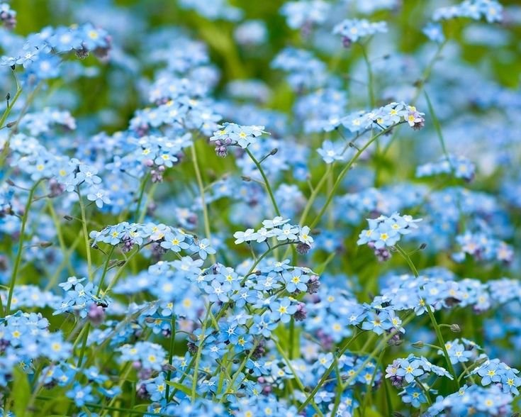 Незабудка голубые глазки многолетник