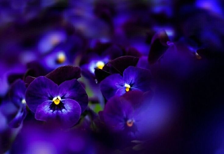 Сиреневые цветы