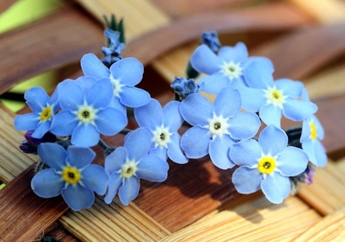 Незабудка Myosotis Myomark