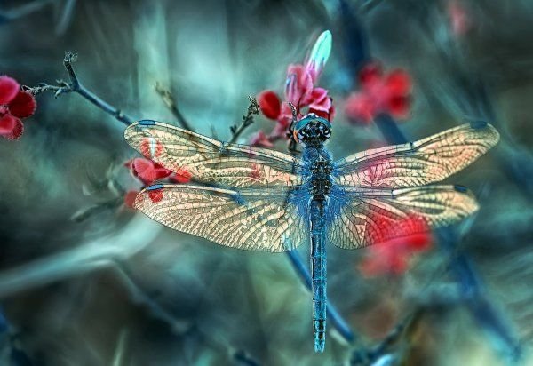 Макросъемка природа