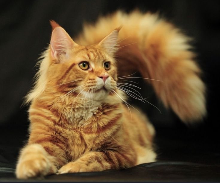 Кошка Мейн кун