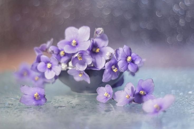 Фиалка лиловая