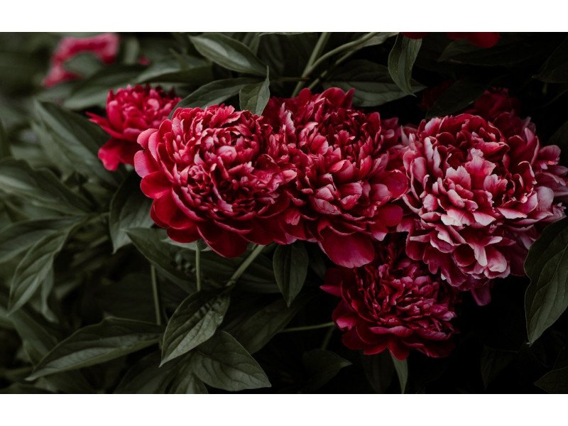 Пион Мэри Бранд