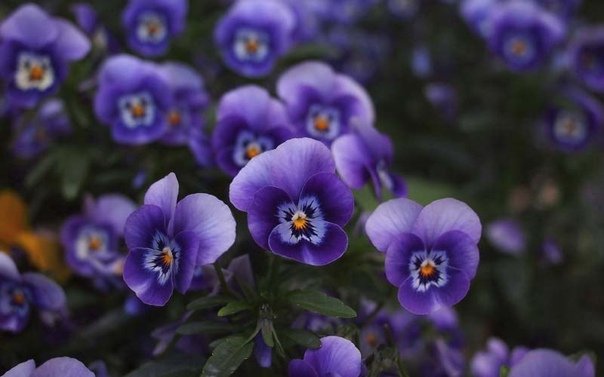 Анютины глазки цветы фиолетовые