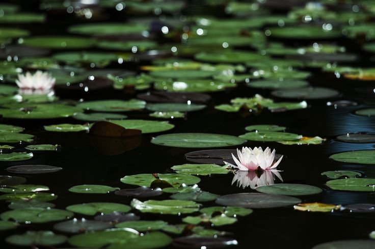 Озеро с кувшинками