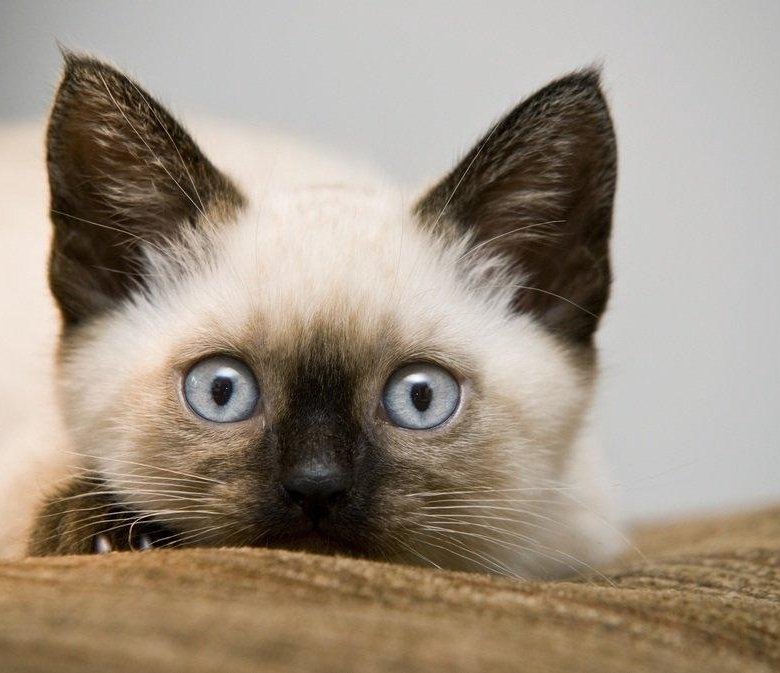 Сиамские котята