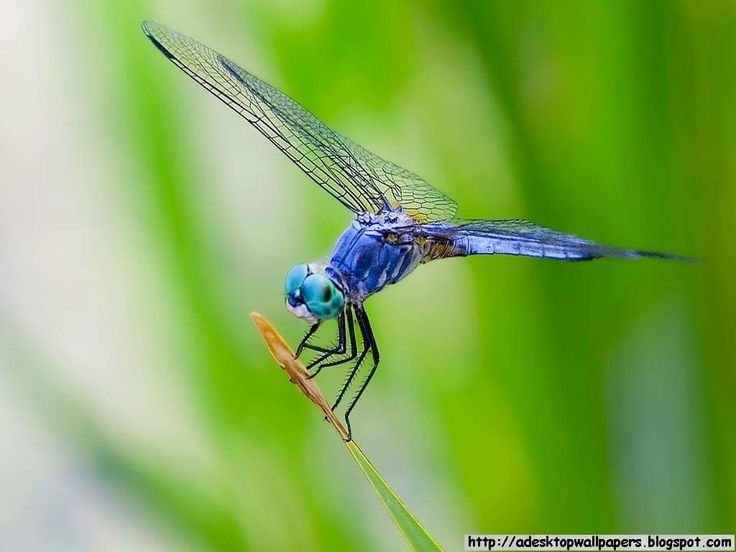 Стрекоза насекомое