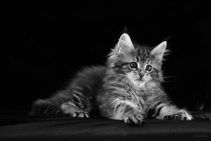 Мейн кун серый