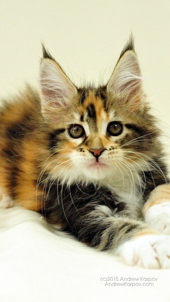 Мейн кун Калико