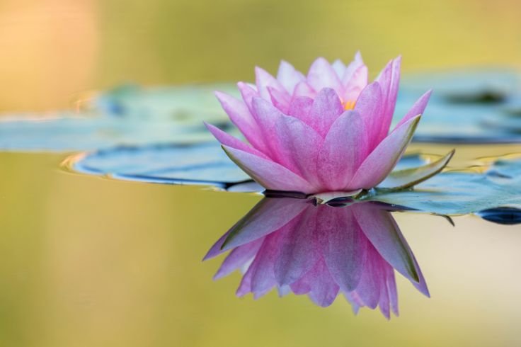 Лотос Лилия