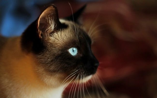 Сиамская и тайская кошка