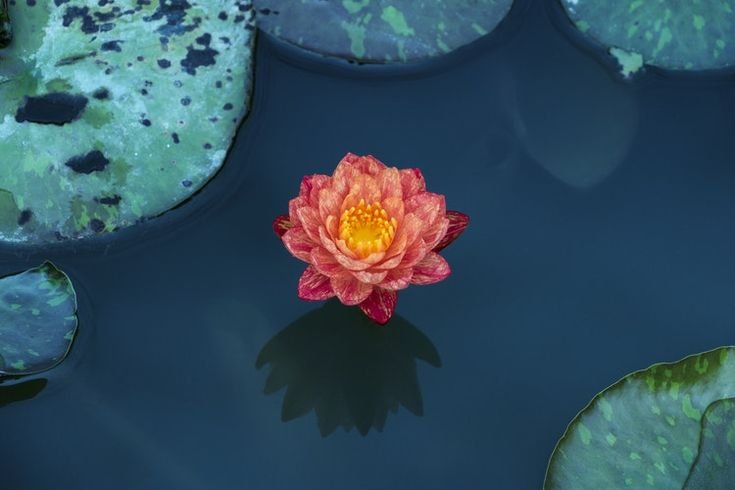 Кувшинки Лотос цветы лотоса