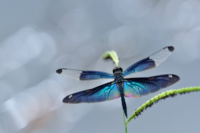 Стрекоза Радужница зеленая