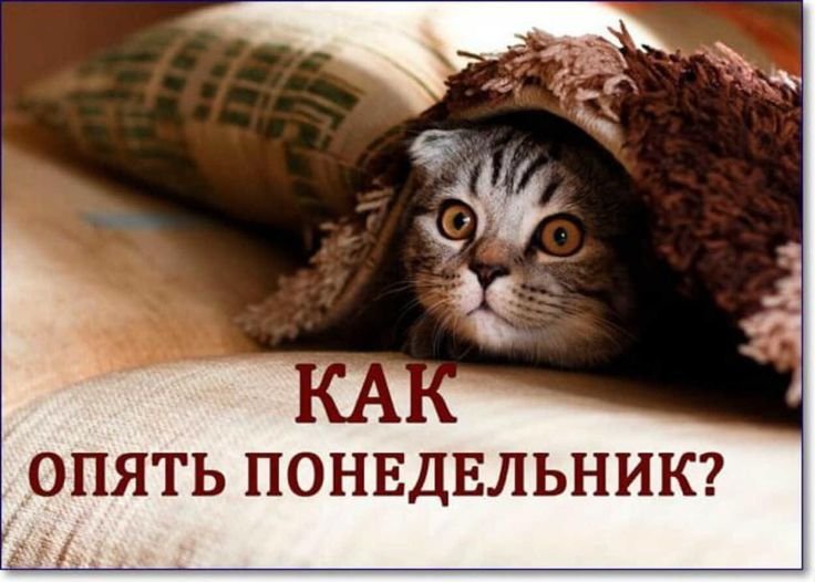 И снова понедельник