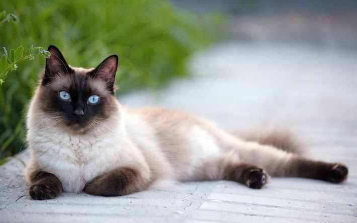 Сиам кошка Сиамская