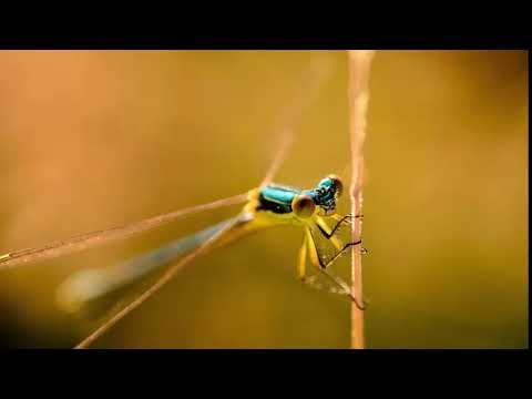 Стрекоза обои