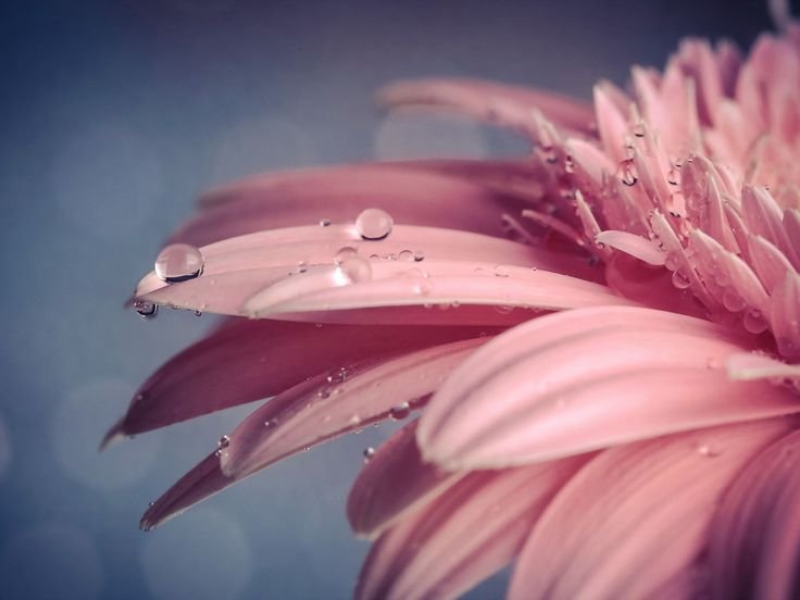 Цветочек макро