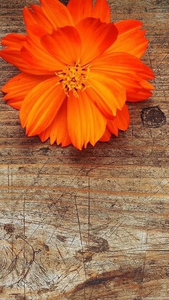 Красивый оранжевый цвет