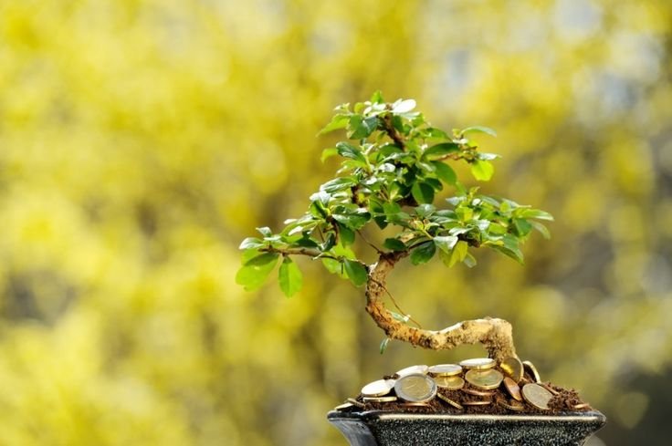 Денежное дерево