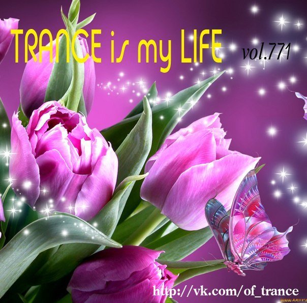 Живые тюльпаны