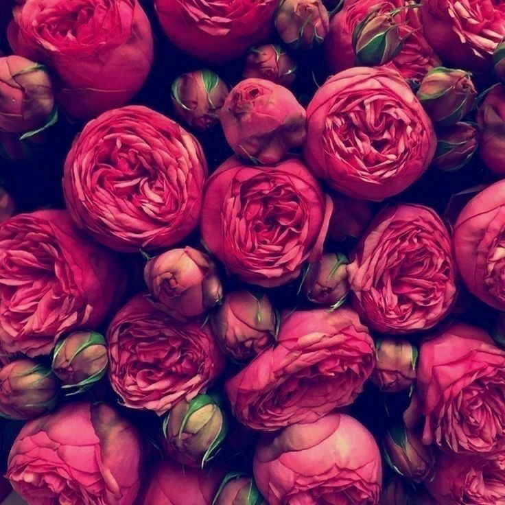 Красные пионовидные розы