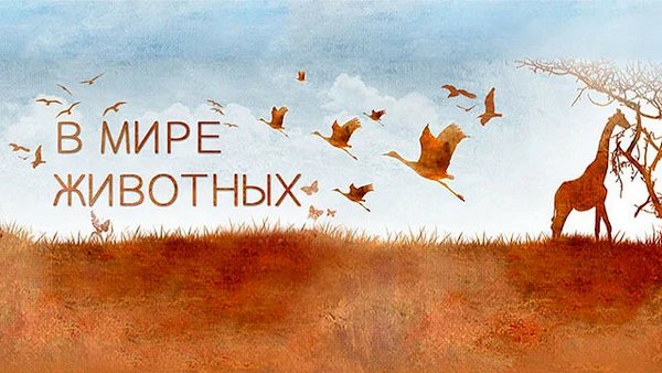 В мире животных надпись