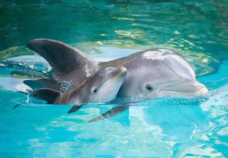 Дельфины афалины черного моря