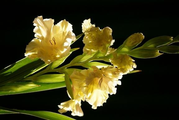 Гладиолус Йеллоу