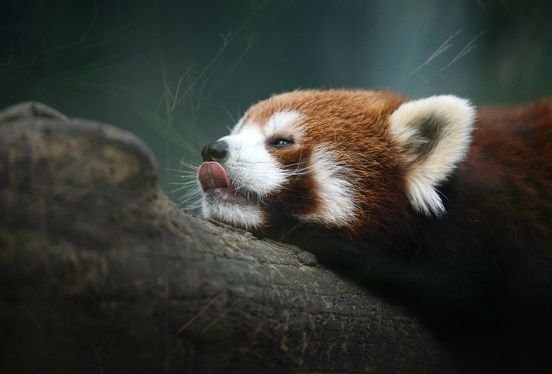 Япреская панода