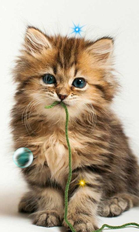 Красивые котики