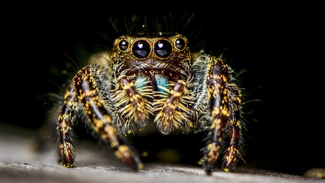 Паук на рабочий стол