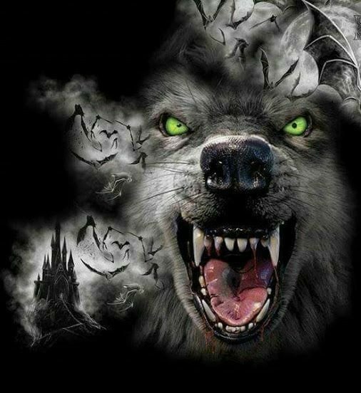 Чёрный волк оскал