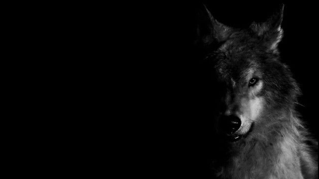 Волк на темном фоне