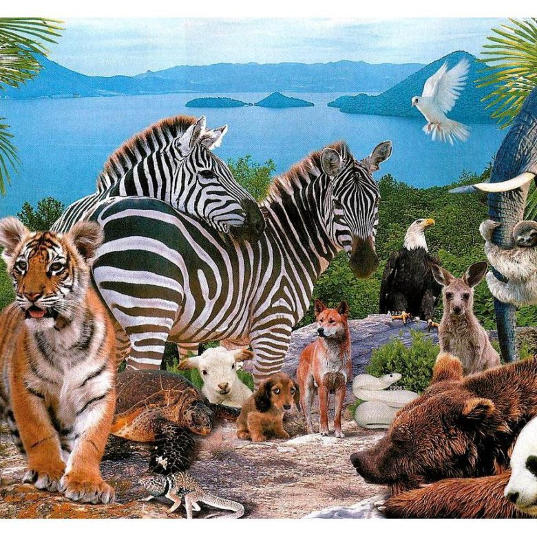 Много животных