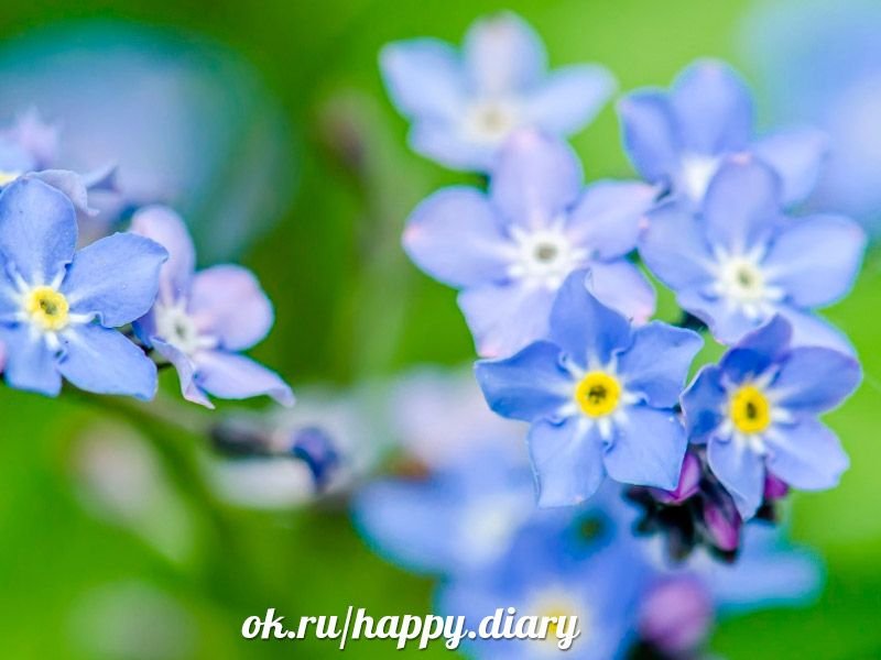 Голубые цветы незабудки