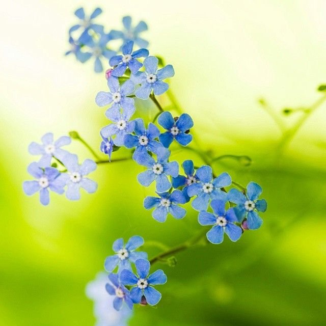 Цветочки на рабочий стол