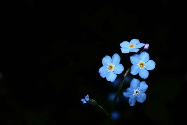 Незабудка ультрамарин