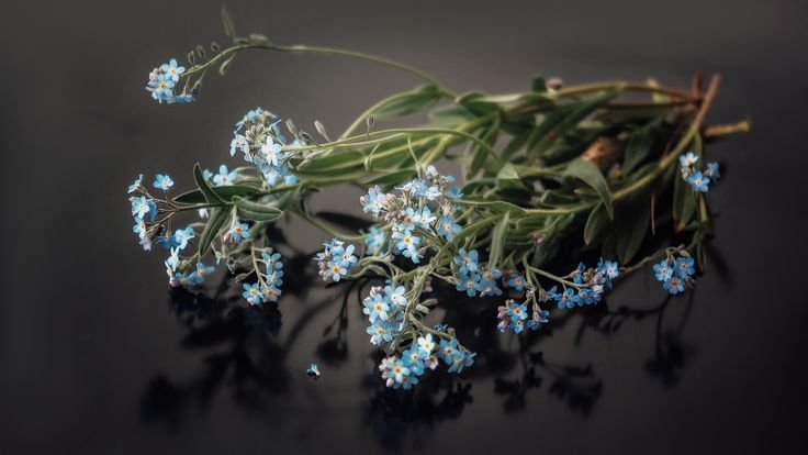 Незабудка Помпадур